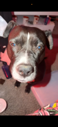 Lost Female Dog last seen SE 89th & Bryant , Moore, OK 73160