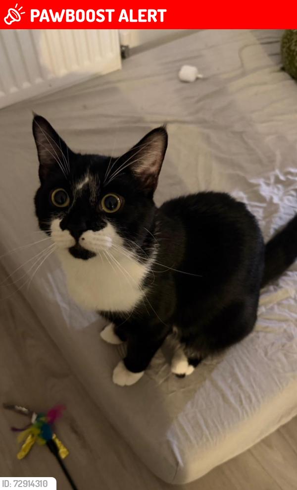 Lost Male Cat last seen Emlyn road , Greater London, England W12