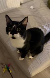 Lost Male Cat last seen Emlyn road , Greater London, England W12