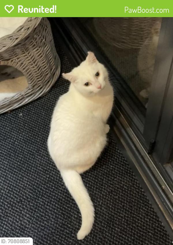 Reunited Male Cat last seen Near Green lane , West Midlands, England CV3 6EL