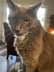 Lost Male Cat last seen Intersection of Wenwood Rd and Fairforest Way, across from Christ Church Episcopal School., Greenville, SC 29607