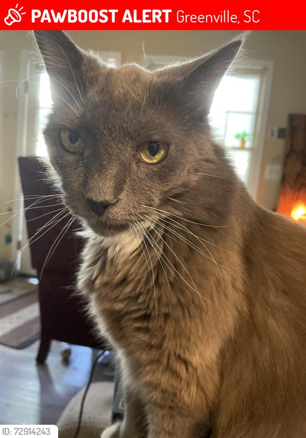 Lost Male Cat last seen Intersection of Wenwood Rd and Fairforest Way, across from Christ Church Episcopal School., Greenville, SC 29607