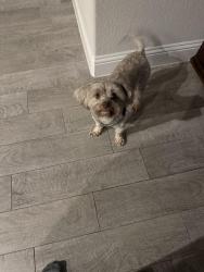 Reunited Female Dog last seen Coventry Crossing Community, Midlothian, TX 76065