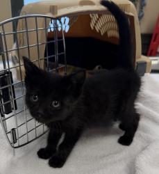 Shelter Stray Female Cat last seen Near Portola, LIVERMORE, CA, 94551, Oakland, CA 94621