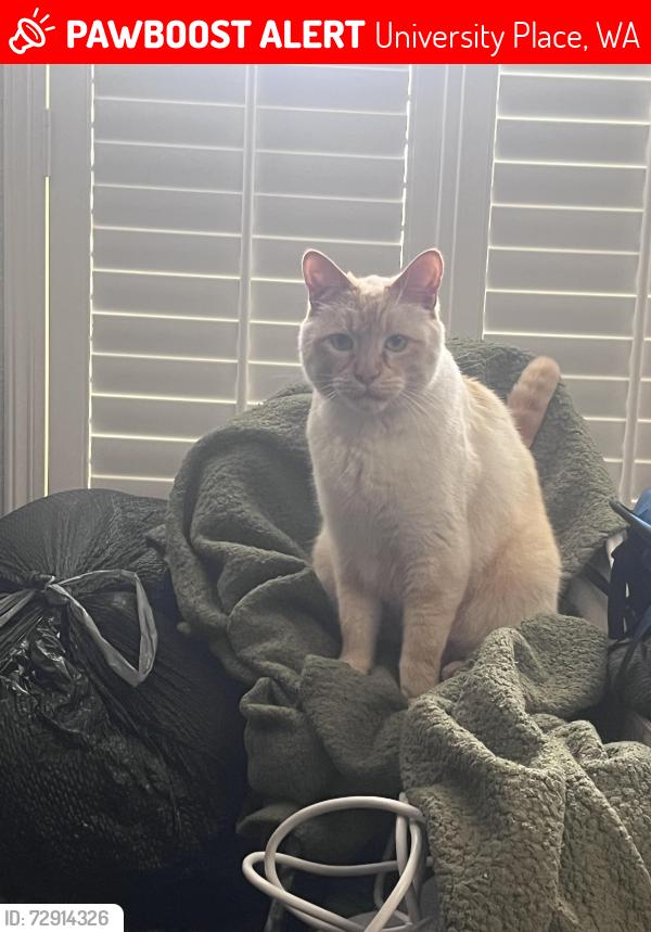 Lost Male Cat last seen Narrows view intermediate school , University Place, WA 98466