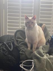 Lost Male Cat last seen Narrows view intermediate school , University Place, WA 98466