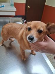Reunited Female Dog last seen 53rd and Monitor, Chicago, IL 60638
