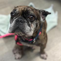 Shelter Stray Male Dog last seen Near Adirondack Row, San Diego, CA, 92139, San Diego, CA 92110