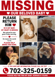 Lost Male Cat last seen Centennial and north 5th, North Las Vegas, NV 89086