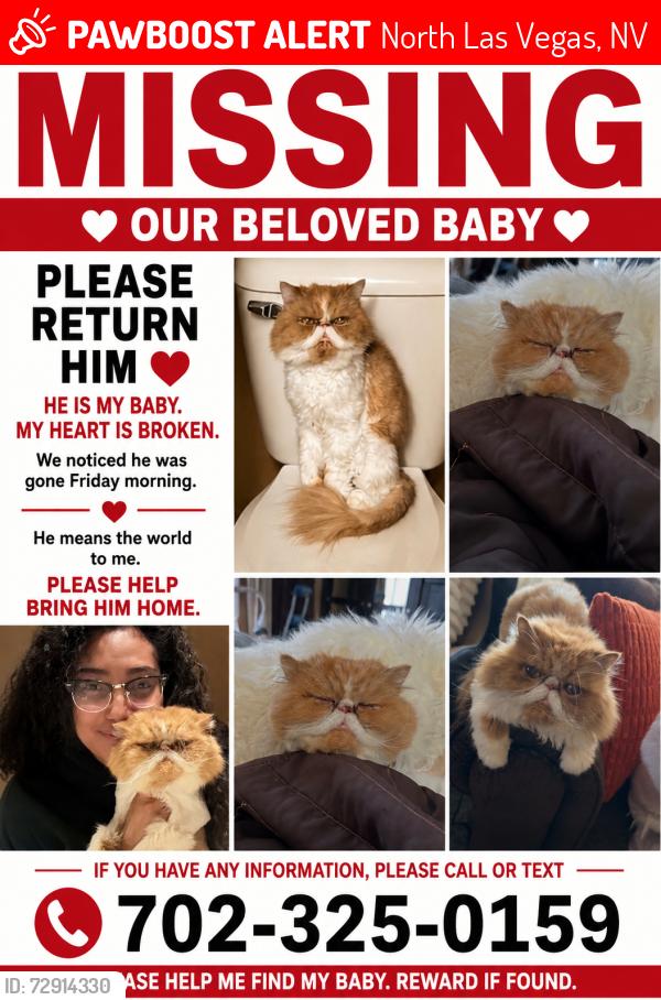 Lost Male Cat last seen Centennial and north 5th, North Las Vegas, NV 89086