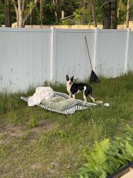 Found/Stray Female Dog last seen Solatsa Winery, Sawyer, MI 49125