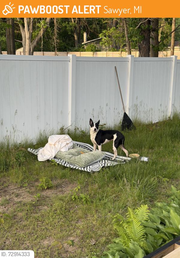 Found/Stray Female Dog last seen Solatsa Winery, Sawyer, MI 49125