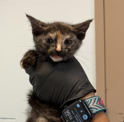 Shelter Stray Female Cat last seen Near Twining Avenue, San Diego, CA, 92154, San Diego, CA 92110