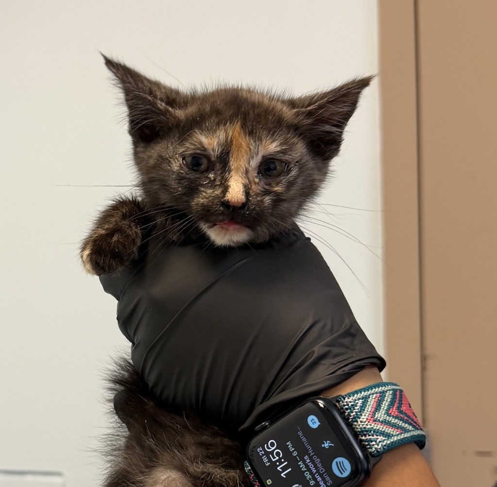 Shelter Stray Female Cat last seen Near Twining Avenue, San Diego, CA, 92154, San Diego, CA 92110