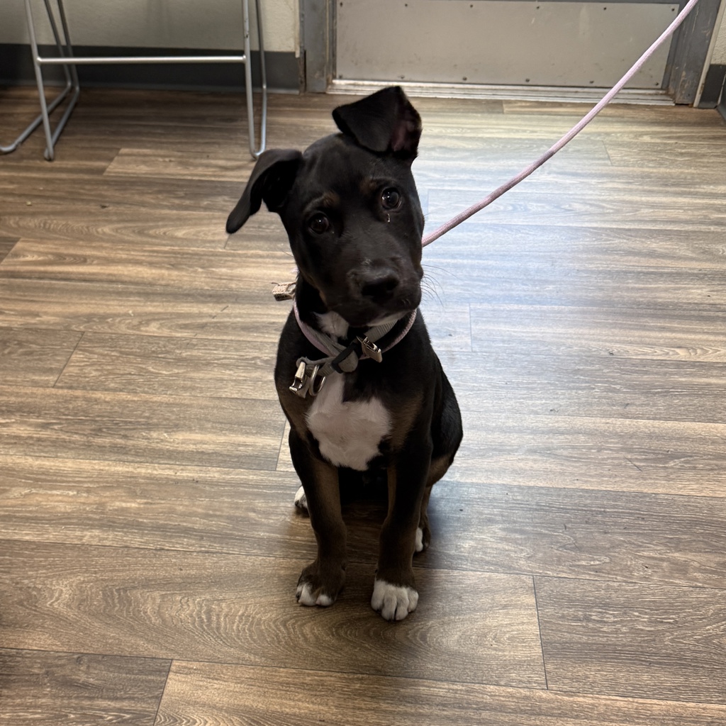 Shelter Stray Male Dog last seen Near Valley Place, San Diego, CA, 92113, San Diego, CA 92110