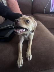 Found/Stray Female Dog last seen Vicksburg & Ygnacio , Oakland, CA 94601