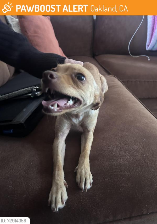 Found/Stray Female Dog last seen Vicksburg & Ygnacio , Oakland, CA 94601