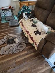 Lost Male Dog last seen sagebrush, Cheyenne, WY 82009