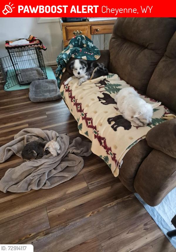 Lost Male Dog last seen sagebrush, Cheyenne, WY 82009