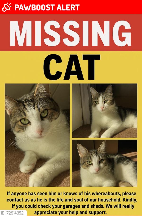 Lost Male Cat last seen Beresford Road, Levenshulme, England M13