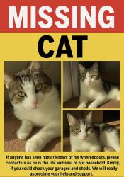 Lost Male Cat last seen Beresford Road, Levenshulme, England M13