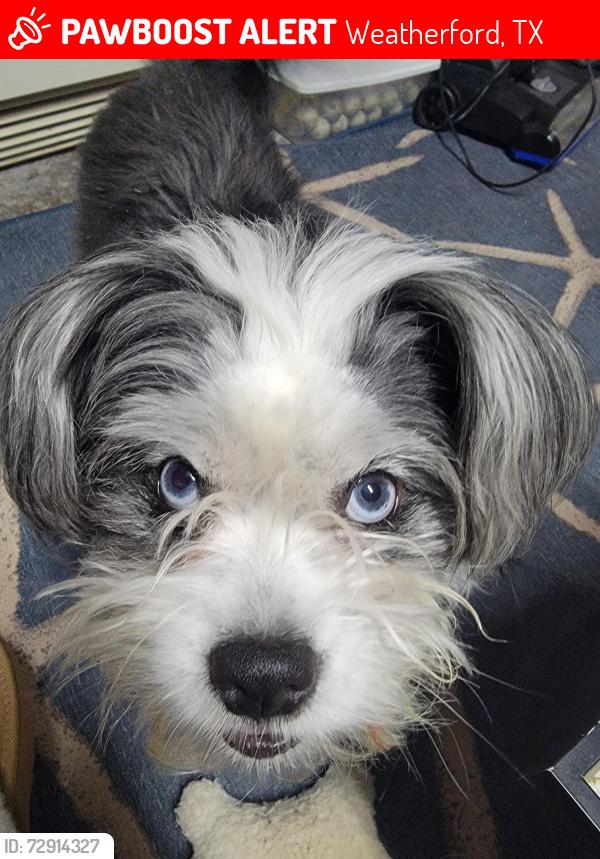 Lost Male Dog last seen Lockwood, Weatherford, TX 76087