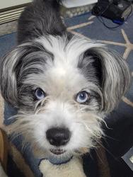 Lost Male Dog last seen Lockwood, Weatherford, TX 76087
