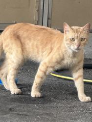 Found/Stray Male Cat last seen Curry ford rd, Orlando, FL 32822