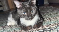 Reunited Male Cat last seen Near Coryell St, League City, TX 77573, USA, League City, TX 77573