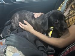Found/Stray Female Dog last seen Olympia Elementary school, Universal City, TX 78148