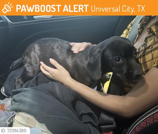 Found/Stray Female Dog last seen Olympia Elementary school, Universal City, TX 78148