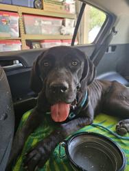 Found/Stray Unknown Dog last seen 67th Ave and Broadway, Phoenix, AZ 85043