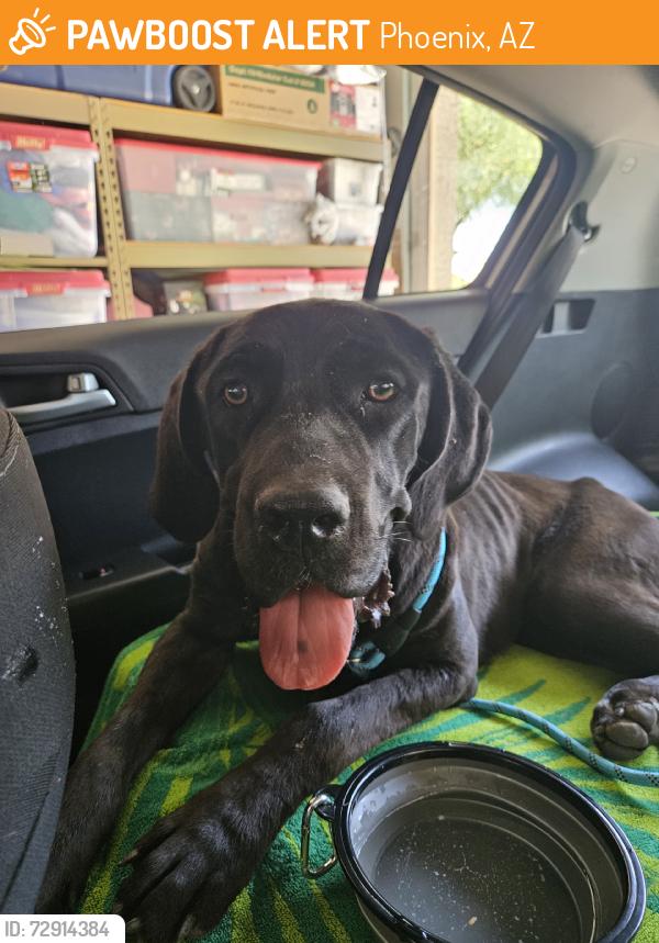 Found/Stray Unknown Dog last seen 67th Ave and Broadway, Phoenix, AZ 85043