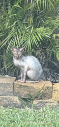 Found/Stray Unknown Cat last seen Nova dr and university , Davie, FL 33328
