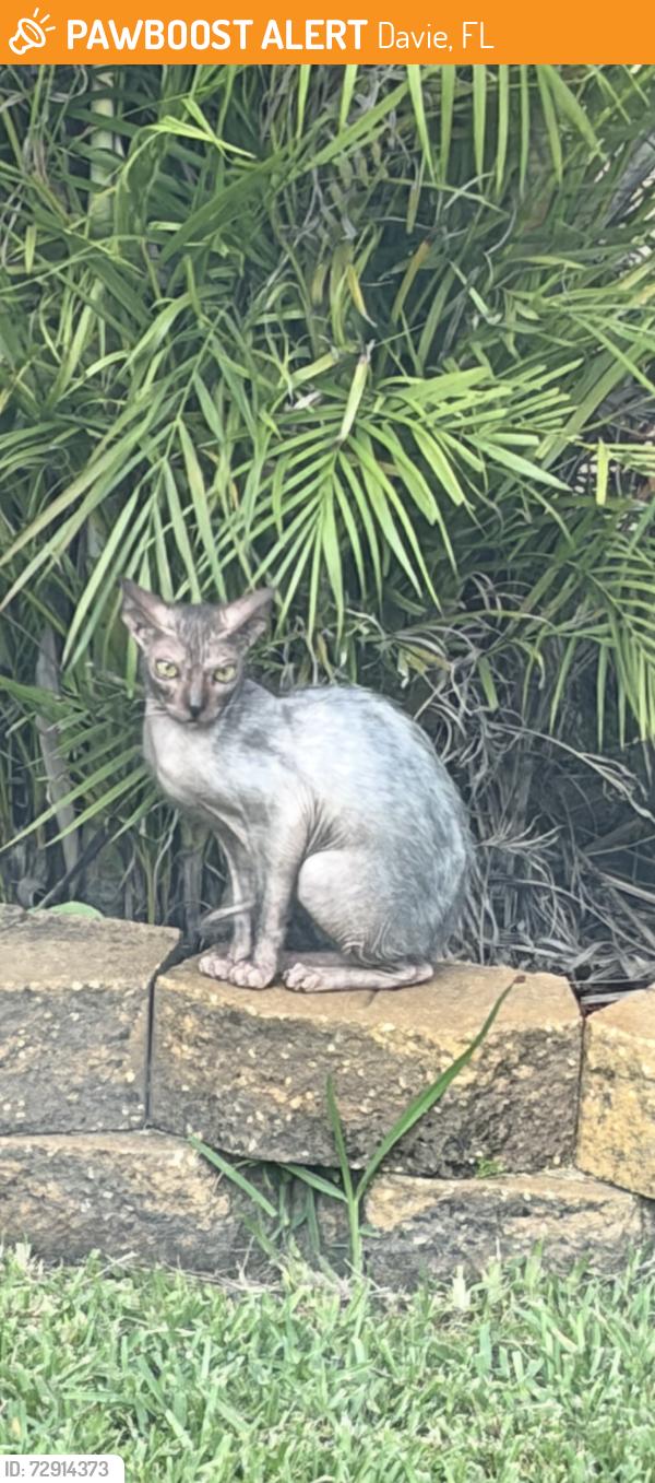 Found/Stray Unknown Cat last seen Nova dr and university , Davie, FL 33328