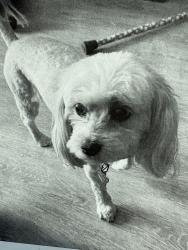 Lost Female Dog last seen Livingston and alum creek dr. Columbus ohio, Columbus, OH 43209
