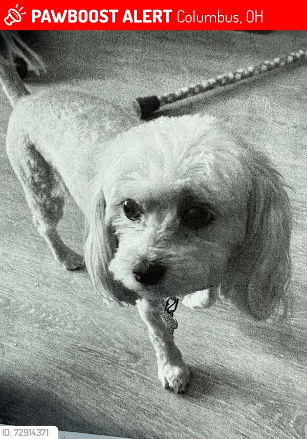 Lost Female Dog last seen Livingston and alum creek dr. Columbus ohio, Columbus, OH 43209