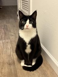 Reunited Male Cat last seen Could be around dollar general market off highway 11 or in new prospect area , Campobello, SC 29322