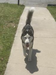 Found/Stray Female Dog last seen Pershing 34st, San Bernardino, CA 92405