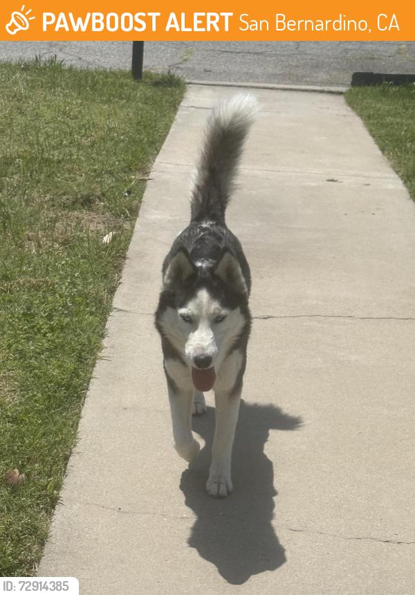 Found/Stray Female Dog last seen Pershing 34st, San Bernardino, CA 92405