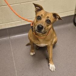 Shelter Stray Female Dog last seen , Norman, OK 73072