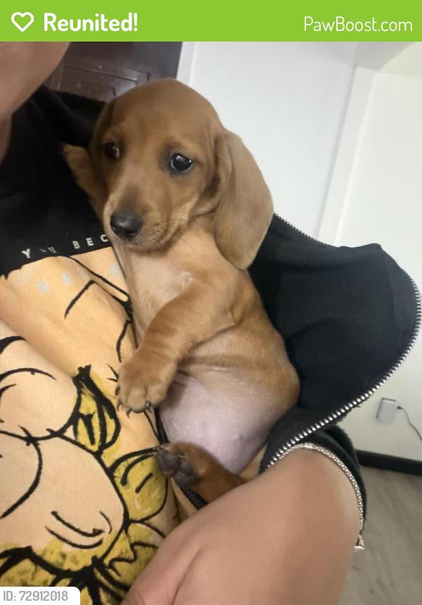 Reunited Female Dog last seen Westview court and cloud view , Albuquerque, NM 87123