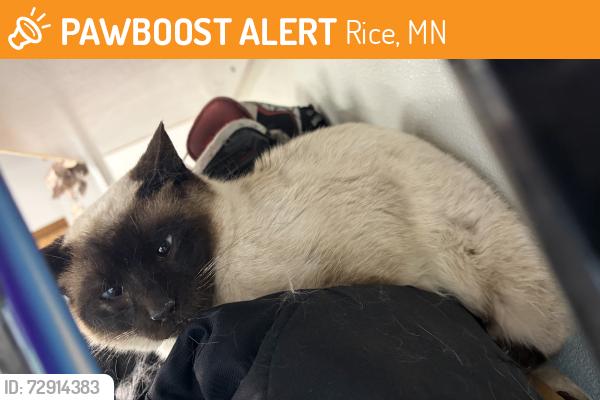 Found/Stray Unknown Cat last seen County road 5, Rice, MN 56367