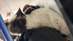 Found/Stray Unknown Cat last seen County road 5, Rice, MN 56367
