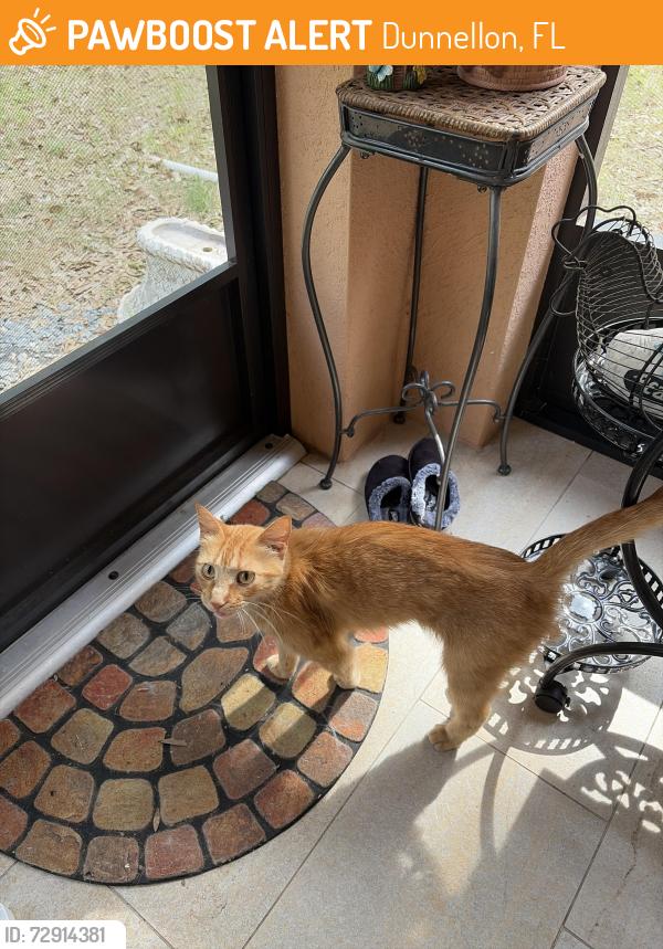 Found/Stray Unknown Cat last seen W Dunnellon road , Dunnellon, FL 34433