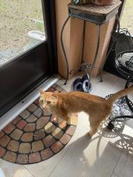 Found/Stray Unknown Cat last seen W Dunnellon road , Dunnellon, FL 34433