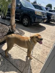 Lost Male Dog last seen Near W 11 street Tracy ca , Tracy, CA 95376