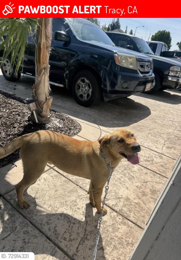 Lost Male Dog last seen Near W 11 street Tracy ca , Tracy, CA 95376