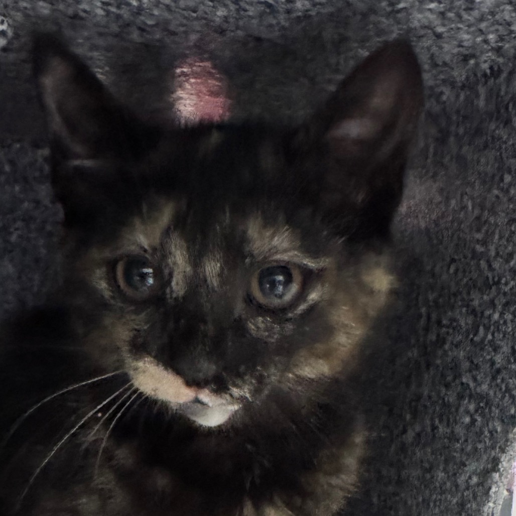 Shelter Stray Female Cat last seen , Greenville, SC 29609