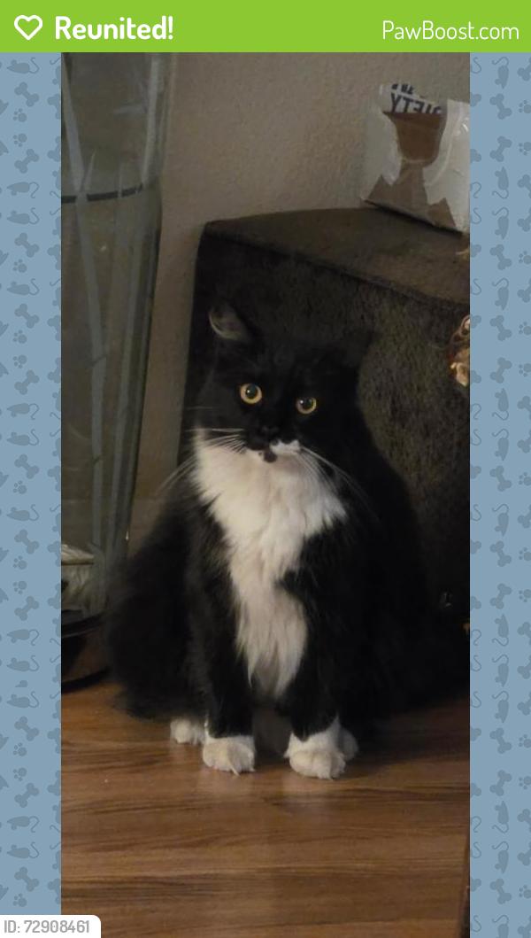 Reunited Female Cat last seen Near Naples St, Chula Vista, CA 91911, USA, Chula Vista, CA 91911